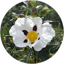Francois Leroux profile picture